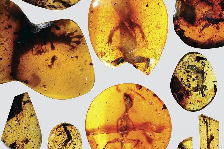 Various lizard specimens preserved in ancient amber found in what is now Myanmar in South-east Asia. The record- setting relic was first found decades ago along with other well-preserved reptile fossils, but it was not until recently that scientists 