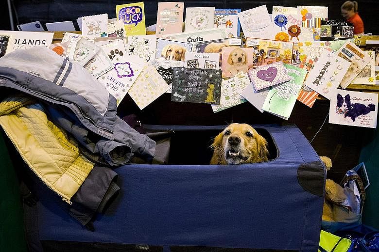 This canine contestant at Crufts, the world's largest dog show, was deluged with cards from well-wishers on Thursday. This year, Crufts is celebrating its 125th anniversary with over 22,000 dogs taking part. Sure to steal the limelight are the 242 Pe