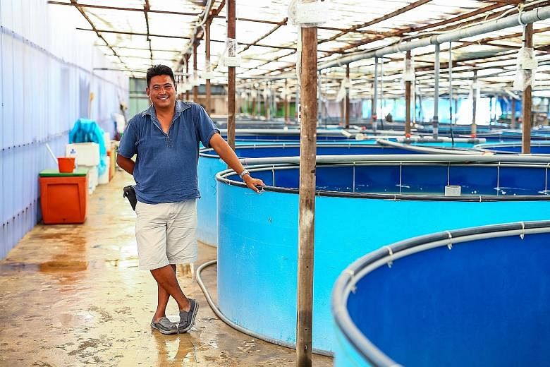 Mr Tan of Marine Life Aquaculture said improving his stock's survival rate helps to solve the main "bottleneck" of the aquaculture process. "Imagine if you rear 100 fish but only 10 to 20 survive, how would that ever make your business viable?"
