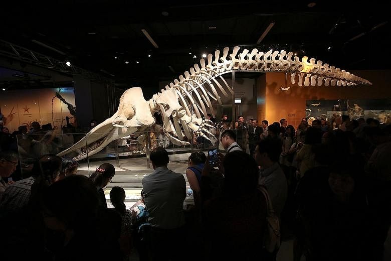 Visitors can get close to the skeleton of the 10.6m-long adult female sperm whale, nicknamed Jubi Lee by museum staff, and see it "eye to eye" - it is displayed in a diving pose with its skull just 1m off the floor.