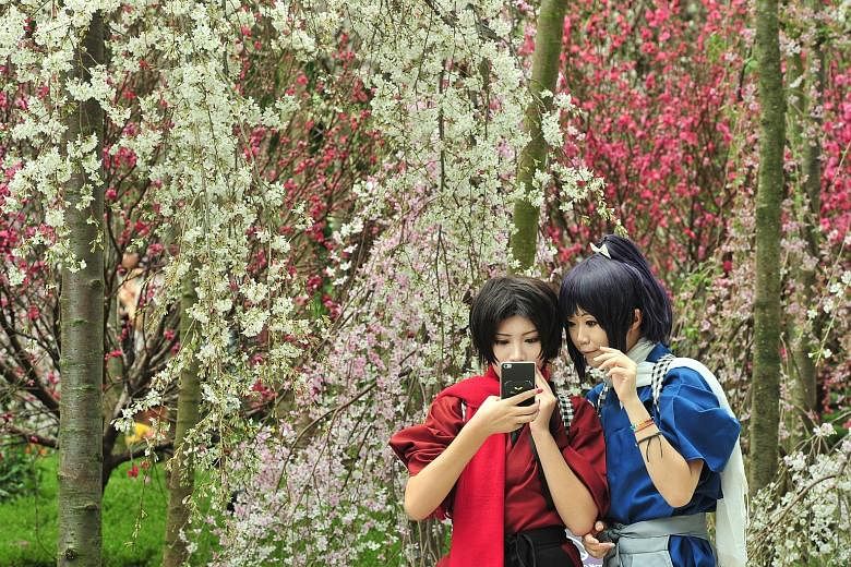 You might think that these women in Japanese-inspired outfits are sending greetings from a picturesque garden in the land of the rising sun, but it is right here in tropical Singapore. More than 20 varieties of cherry blossoms in different colours ar