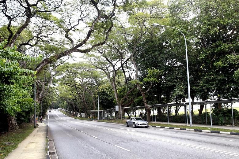 Greenery lines Upper Aljunied Road, viewed here from Upper Serangoon Road. The stretch of Upper Aljunied Road that will be pedestrianised, with its canopy of mature trees, fits well into the lush blueprint for Bidadari.
