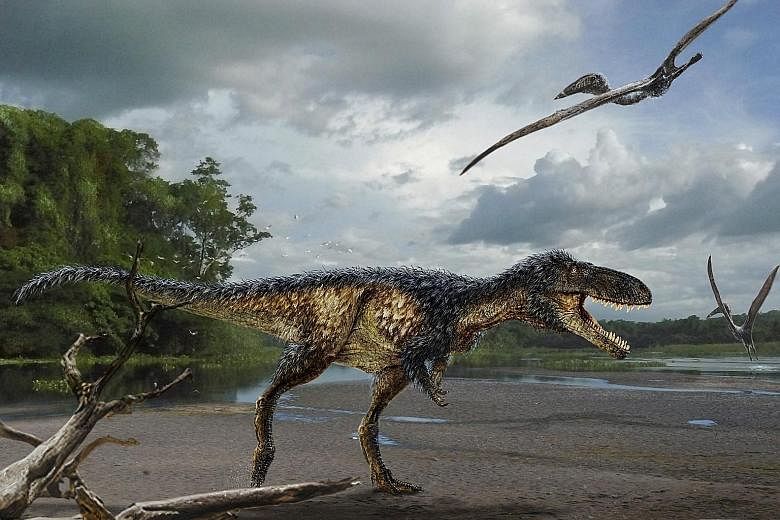 A reconstruction based on newly found bones of T. rex's much smaller cousin - Timurlengia euotica. A study has found that the latter had already developed a large brain needed for tracking and devouring prey, thus making it a more successful - and pe