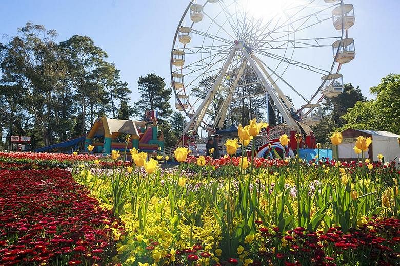 A visit to the tulip festival in Canberra is included in Chan Brothers Travel tours to Australia.
