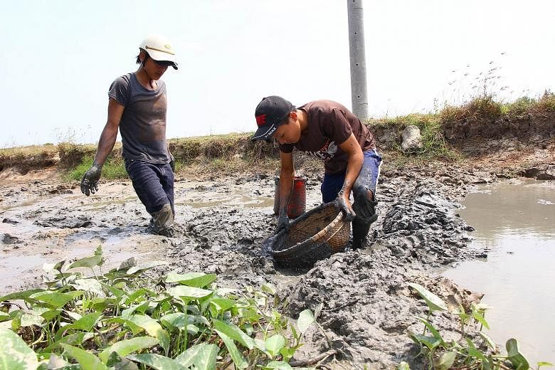 Left: A virtually dried-up irrigation canal in Thailand's Chachoeng Sao province. Above: Farmers in Vietnam trying to catch fish in an almost dry canal in Soc Trang. Thailand and Vietnam are facing their worst drought in decades.