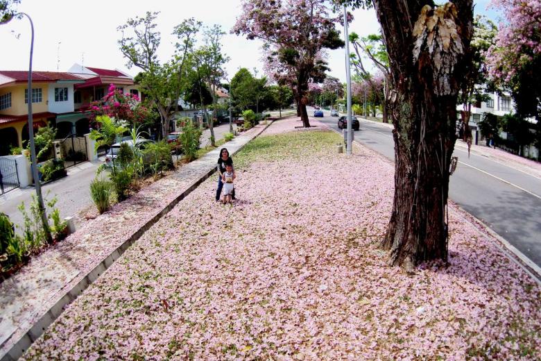 Singapore's own version of sakura A look at tropical flowering trees