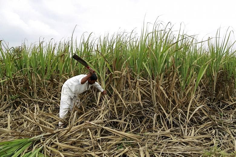 Farmer Vijay Nazirkar cutting partially destroyed sugar cane to be used as fodder for his cattle at a village in Pune, India. Two successive years of drought have hit farmers in India especially hard.