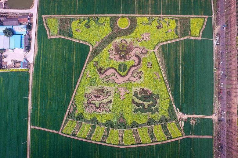 Rapeseed flowers have been used to create an impressive piece of crop art - a replica of an imperial dragon robe, as seen yesterday in suburban Nanjing city in eastern China.