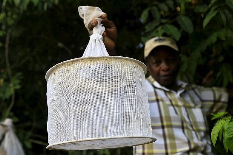 A researcher collecting insect traps in Uganda's Zika Forest, which the Zika virus is named after. Scientists in a new study have calculated that the virus arrived in the Americas between May and December 2013 and concluded that it probably landed in