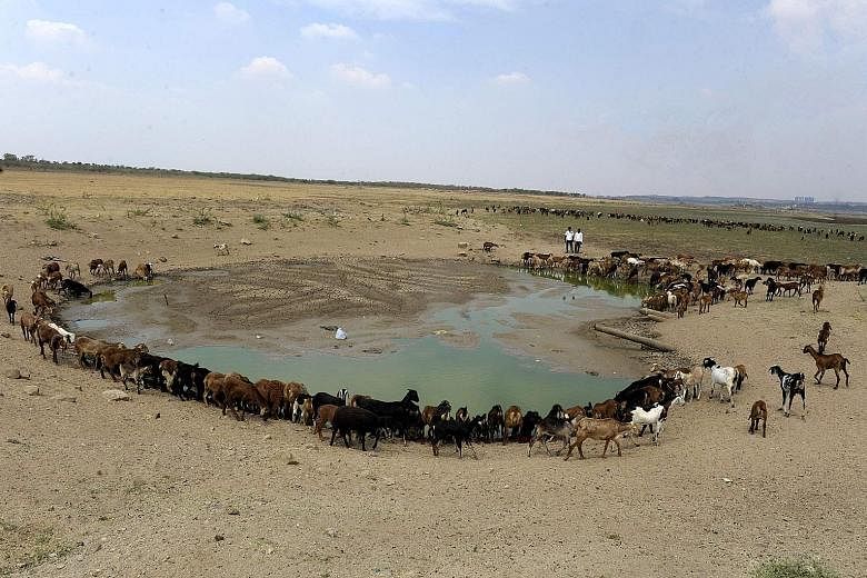 Livestock around the almost dried-up Osman Sagar Lake, commonly known as Gandipet, on the outskirts of Hyderabad, Telangana, which is in the grip of a severe drought.