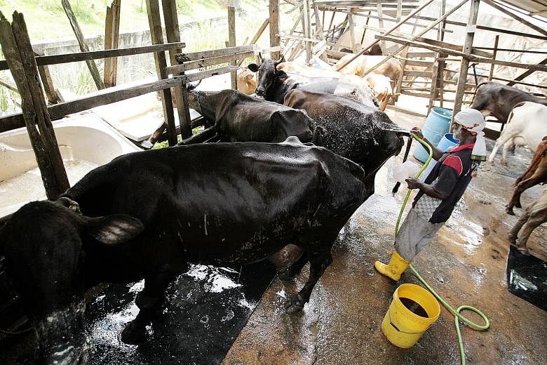 A worker sprays water on cows to cool them down in a barn in Sentul, Malaysia, amid the current hot spell.