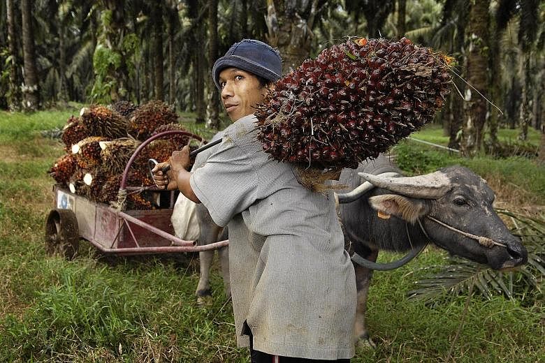 A worker transporting palm fruit at an IOI Group palm oil mill in Johor, Malaysia. The certification of the Malaysian company, which has a history of complaints from NGOs, has been suspended by the Roundtable on Sustainable Palm Oil for non-complianc