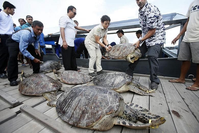 Indonesian marine police officers unloading sea turtles yesterday from a boat which they seized from illegal poachers in the Bali capital of Denpasar. A total of 45 sea turtles have reportedly been recovered from the poachers. The turtles were appare