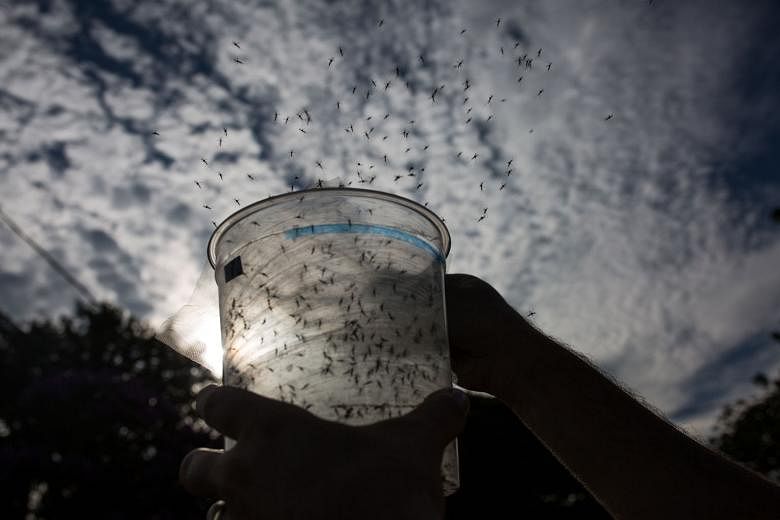 Genetically modified Aedes aegypti mosquitoes being released in Piracicaba, Brazil, in February to combat the Zika virus.