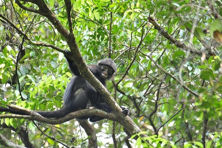 NParks also plans to study the banded leaf monkey's behaviour and population so as to boost their numbers.