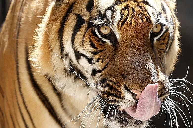 The global population of wild tigers has risen to an estimated 3,890 from a low of 3,200 in 2010.