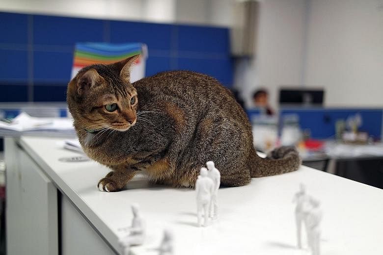 Dora the cat is a permanent fixture at the 3D Matters office in Science Park. She stays in the office overnight, and has an automatic feeder, scratching post and litter box.