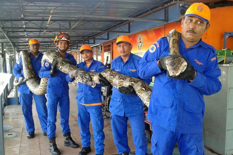 Members of Malaysia's Civil Defence Force with the 7.5m-long reticulated python, which was caught near a construction site in Penang last week. 