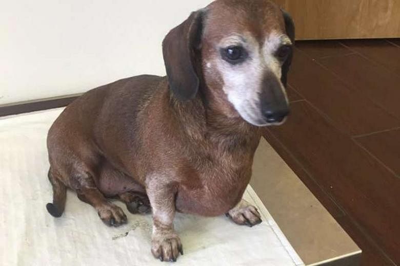 The seven-year-old male dachshund with a love for fast food tipped the scales at a massive 17.2kg (left) last September before a healthier diet and exercise helped to drop its weight to 8kg. 