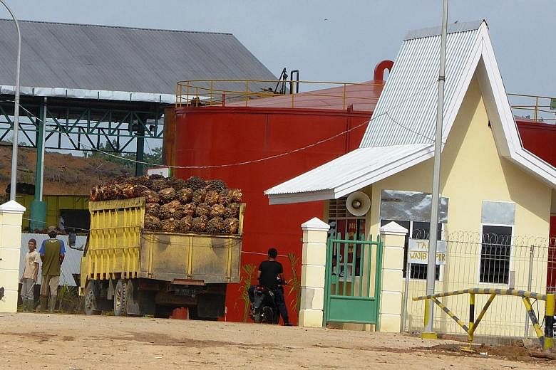 Oil palm fruit from an illegal plantation in Tesso Nilo National Park in Riau Province, Sumatra, arriving for processing at a mill.
