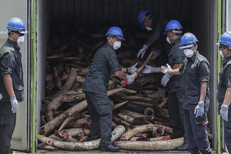 Malaysian wildlife officials in Port Dickson in Negeri Sembilan state preparing to destroy confiscated elephant tusks from Africa yesterday. The officials destroyed 10 tonnes of seized tusks as part of the country's efforts to combat the illegal ivor