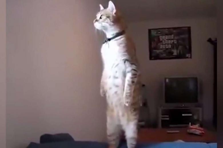 Reallife Garfield Cat in viral video stands on two legs, stares out