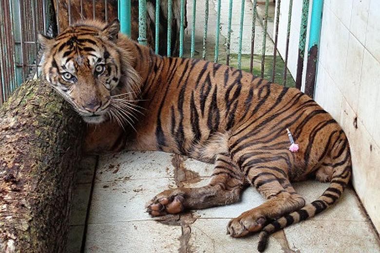 This picture from the Surabaya Zoo taken on April 10 shows Rama, a 16-year-old male Sumatran tiger, with a tranquilliser dart on his leg while inside his enclosure at the zoo. Rama died of heart failure on April 10 at the notorious Indonesian zoo whe