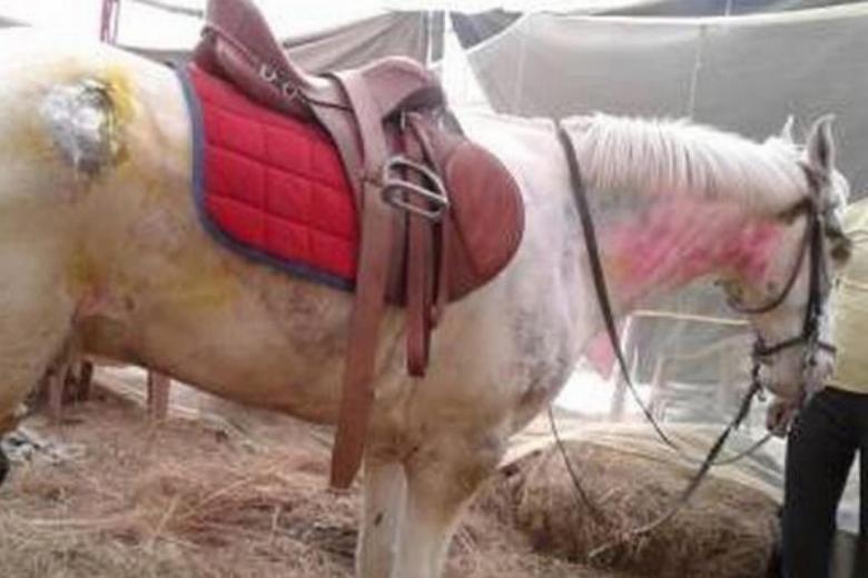 'Attacked' Indian horse Shaktiman buried with police honours The