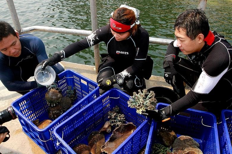 A group of volunteers relocating corals near the south-western Sultan Shoal in 2014 to protect them from the impact of the development of Tuas Terminal. Some 2,300 out of 2,800 coral colonies were moved successfully and have survived.