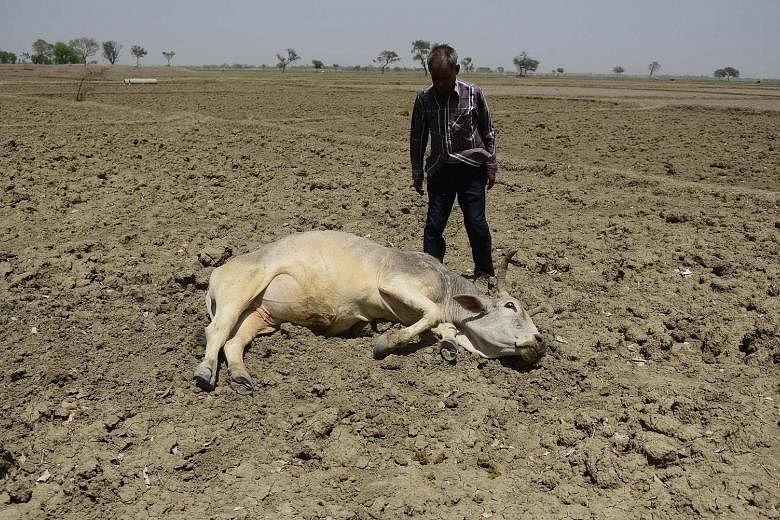 The drought has affected crops and livestock in places like India.