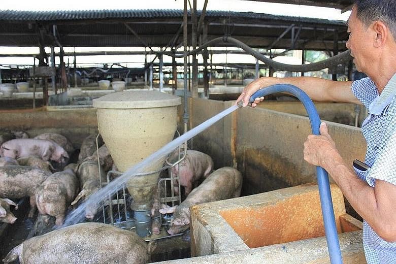 Pig farmer Chung Hock Meng hosing down his animals. Rising temperatures have forced him to cool down his pigs by giving them more water and showering them regularly, as well as by keeping electric fans switched on.