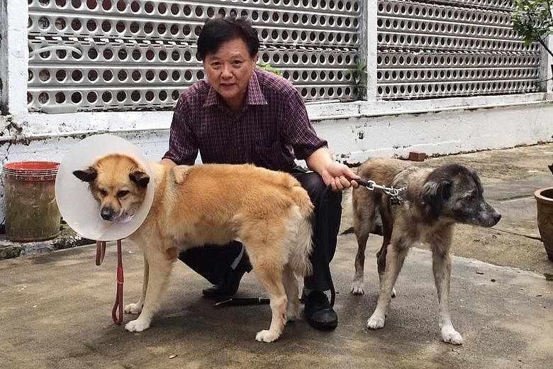 Mr Donald Wong with his two dogs, which fought off a black spitting cobra (above right). Yeogi (left) was struck in its right eye by the cobra's venom, but the other dog, Kumar, was unharmed.