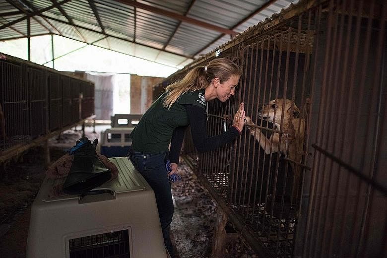 Ms Lola Webber of the Humane Society International (HSI) comforting a dog in a cage during a publicised rescue event yesterday involving the closure of a dog farm in Wonju, south-east of Seoul. The business was the fifth and the largest dog meat farm
