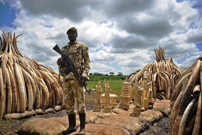 A Kenya Wildlife Service ranger standing guard beside an illegal stockpile of elephant tusks and ivory figurines at Nairobi's national park yesterday. The Kenyan government is preparing to burn about 105 tonnes of elephant tusks and 1.3 tonnes of rhi