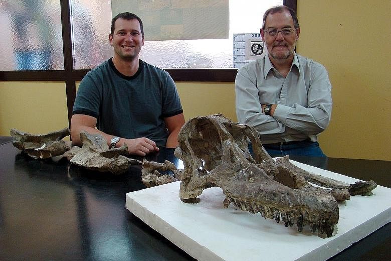 Dr Martinez (above, right) and Dr Lamanna with the skull and neck bones of the new titanosaurian dinosaur species called Sarmientosaurus musacchioi. An artist's rendering of Sarmientosaurus (right), which had a broad snout and fatter teeth compared w