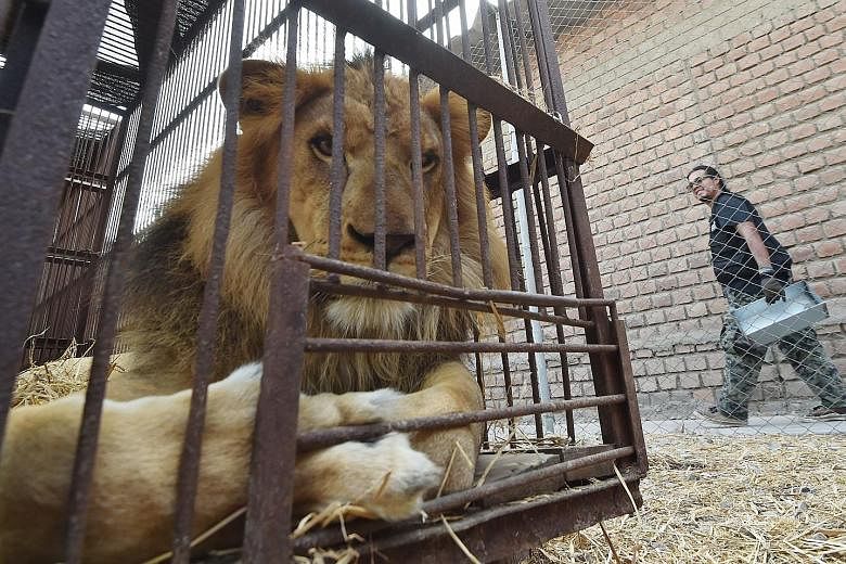 African lions born in captivity in Peru caged in a containment area in Puente Piedra, on the northern outskirts of Lima, before being airlifted to Johannesburg yesterday. A planeload of 33 lions rescued from abuse in Peruvian and Colombian circuses b