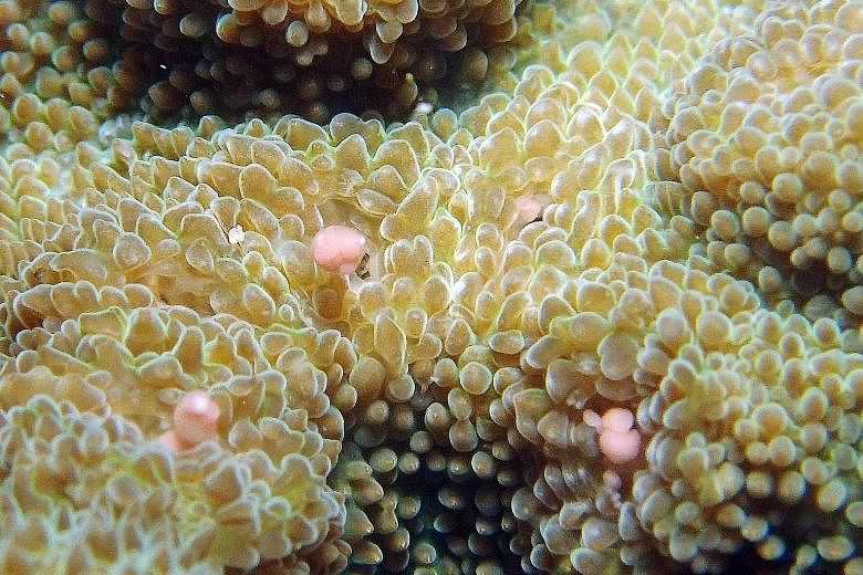 Corals spawning in the waters off Pulau Satumu on Monday. The pink globules are sperm-egg bundles. This year, the start of the local spawning period was Monday, the third night after the full moon.