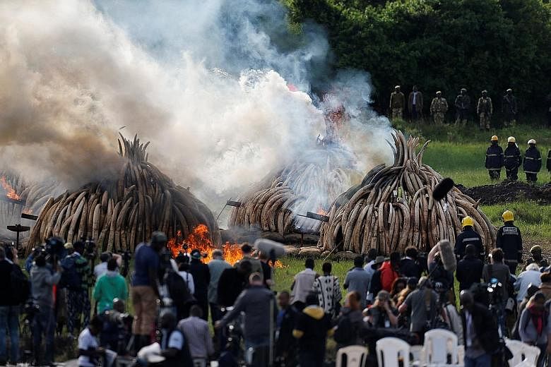 The ivory bonfire was fuelled by a mix of thousands of litres of diesel and kerosene injected through steel pipes buried in the ground leading into the tusk pyramids.