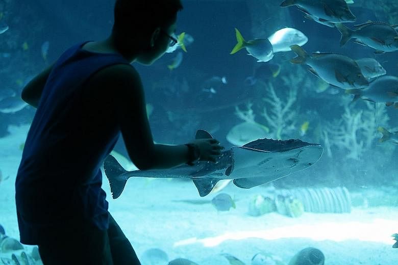 A boy getting a closer look at the shark ray pup at the S.E.A. Aquarium in Resorts World Sentosa. S.E.A. is one of the few aquariums in the world to have bred and raised a shark ray.