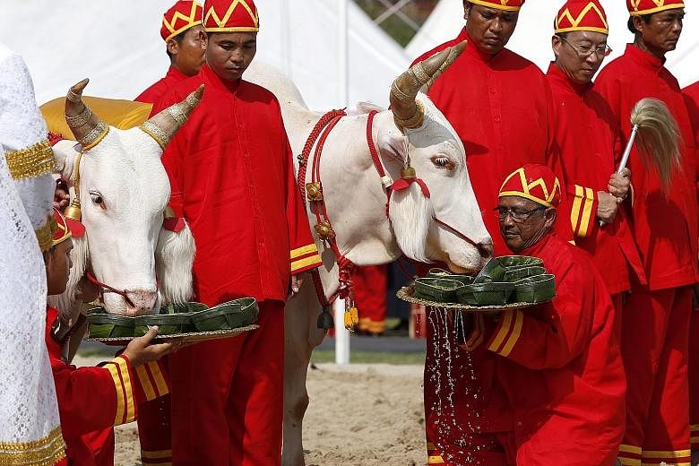 Royal sacred white oxen being offered food during the Royal Ploughing Ceremony at the Royal Ground, Sanam Luang, near the Grand Palace in Bangkok yesterday. The ancient Brahmin rite is of great importance to the country's farmers. Thousands of farmer