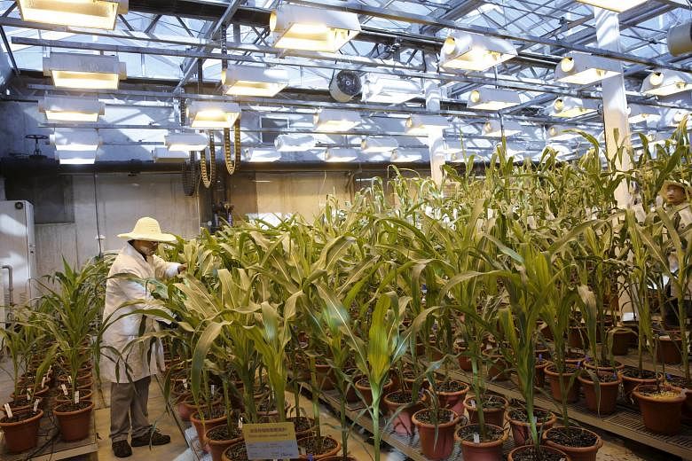 A researcher checks corn plants in a greenhouse cultivating natural corn and genetically modified corn at Syngenta Biotech Centre in Beijing. Top investor ChemChina is expected to acquire Syngenta, a huge Switzerland-based agri-business group, in a US$62 