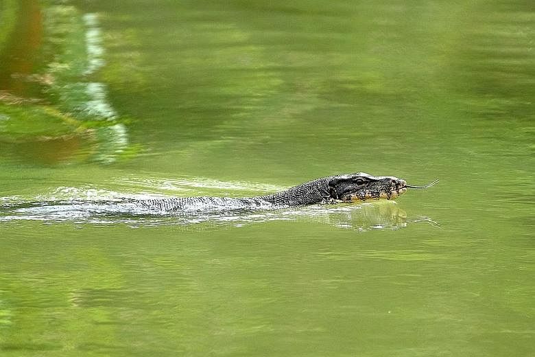 Above: A water monitor lizard having an afternoon swim (see Tip 2). Right: A dragonfly perched on top of a plant (see Tip 3). A white-throated kingfisher adjusting its prey's position in its beak (see Tip 1).