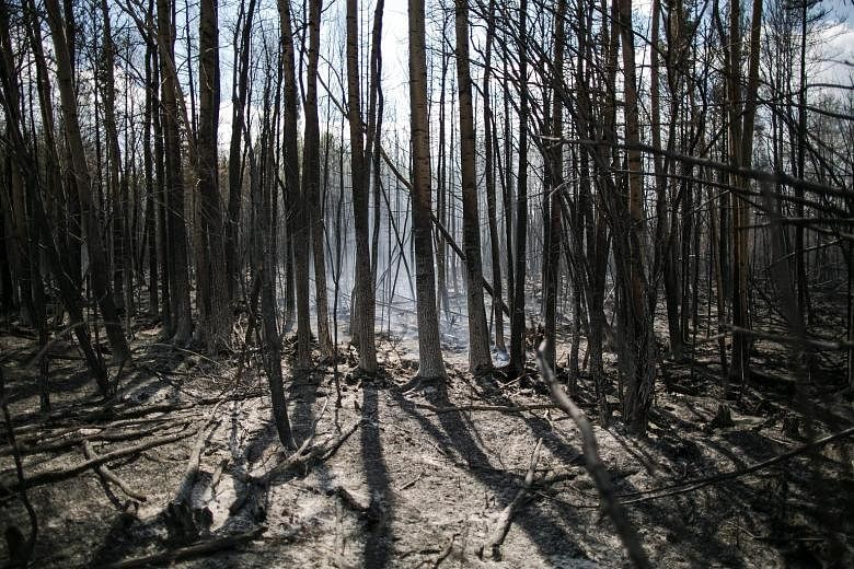 A burnt boreal forest in the Canadian town of Fort McMurray. A wildfire that erupted on May 3 and quickly spread forced almost 90,000 people to flee for their lives.