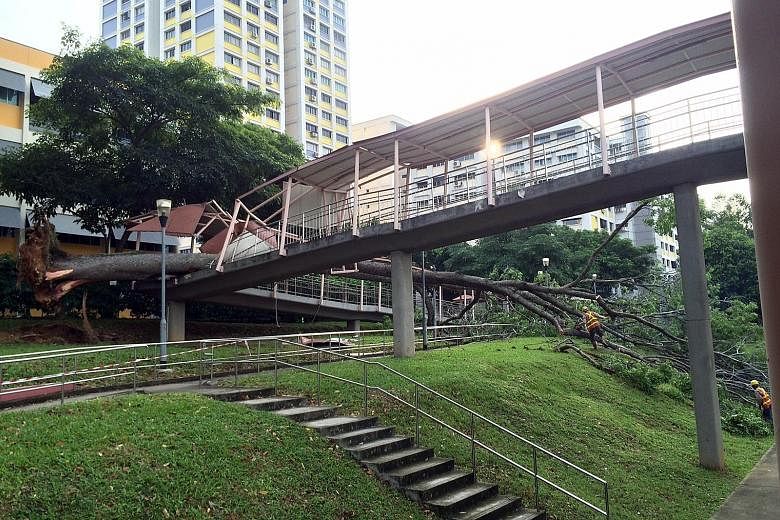 A tree that toppled over crushed the railings and shelter along a section of the pedestrian overhead bridge in Braddell Road. The tree is suspected to have fallen over as a result of the recent downpour, says the Bishan-Toa Payoh Town Council.