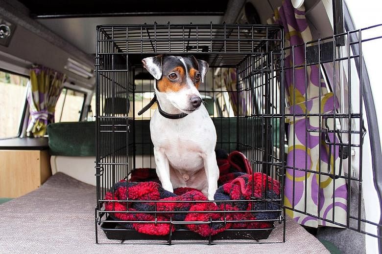 Dogs can travel safely by wearing a harness and seat belt or staying inside a crate (above) or a dog guard.