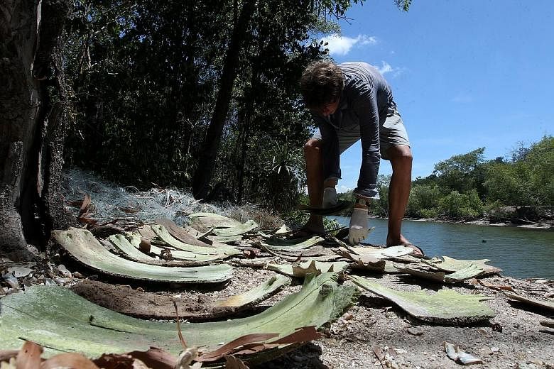 An environmentalist looking at turtle shells on an island off the coast of Terengganu. In the background are discarded fishing nets. Fishermen dumped the turtle carcasses secretly as they could get into trouble for laying out nets illegally near the 