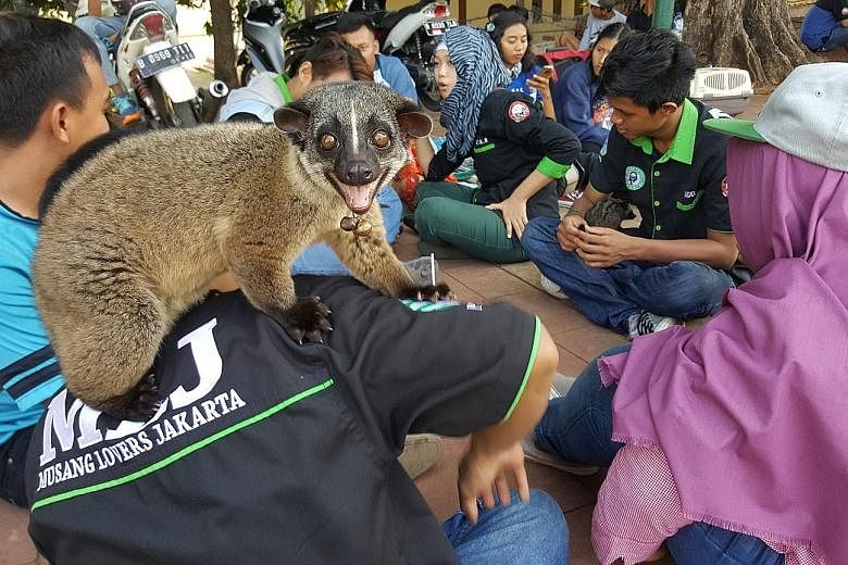An exotic pet craze has hit Indonesia. About 10,000 civet cats are being kept as pets across the country. Besides the civet cat (right), the otter (above) is also a popular pet.