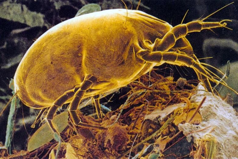 Dangers of dust mites: 6 things to know about these tiny bugs lurking in  your home | The Straits Times