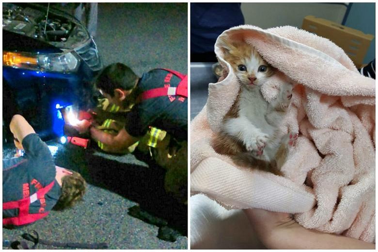 Kitten Rescued By Melbourne Firefighters After 25km Ride Stuck Inside ...