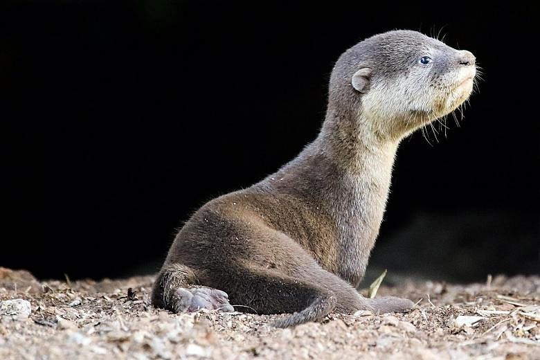 Things are now going swimmingly for an otter pup, called Toby (left) by the otter-watching community here, despite a rough start in life. 	On May 9, the six-week-old smooth-coated otter almost drowned after it fell off a ledge into a canal near Fort 